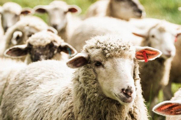 Lammaste ja karjakoerte hobitalu Tammistu lammas