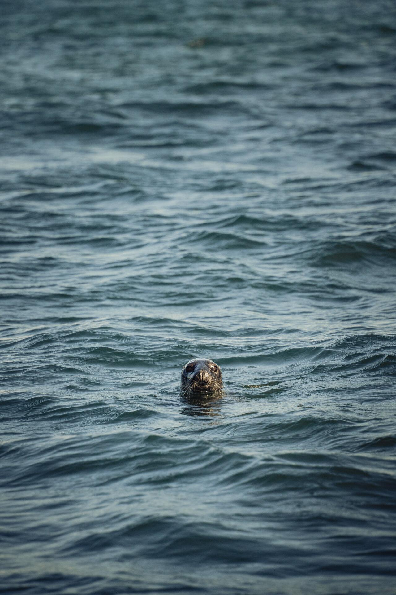 Seal observation trip in Hiiumaa