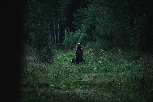 Björnskådning och -fotografering i den gamla björnstugan i Alutaguse