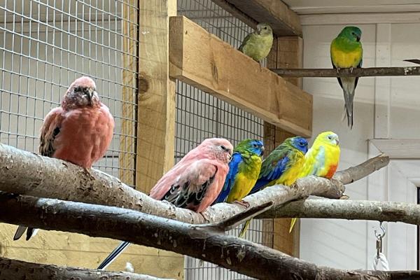 Saimniecības "Kaasiku" zoodārzs, Oranžvēdera papagaiļi