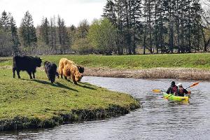 Kajakvandring på våren i Soomaa nationalpark, vi stöter på tjurar