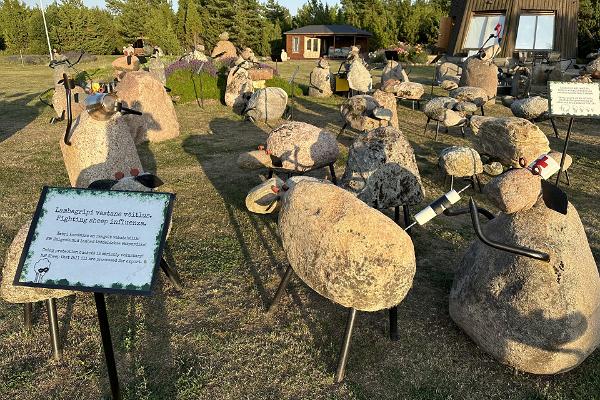 Schafversammlung auf der Insel Saaremaa