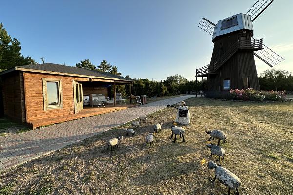 Schafversammlung auf der Insel Saaremaa