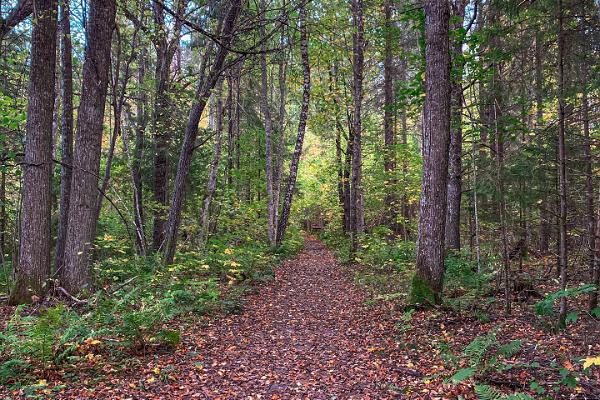 Neeruti landscape protection area hiking trail