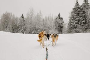 Neumann Husky dog-sled rides