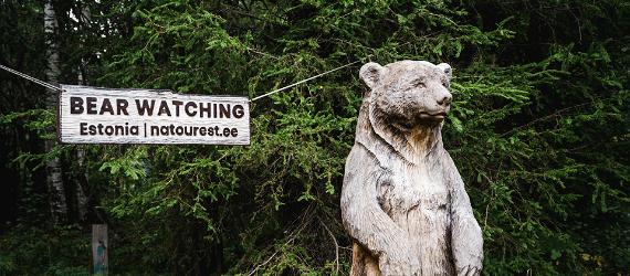 Bear-watching in Estonia