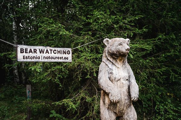 Bear-watching in Estonia