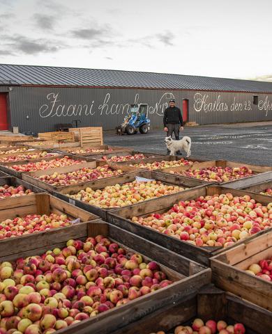 Kvaliteetse õunasiidri väiketootja Jaanihanso Siidrivabrik on avastamiseks avatud!