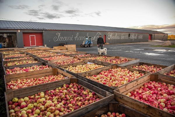 Kvaliteetse õunasiidri väiketootja Jaanihanso Siidrivabrik on avastamiseks avatud!