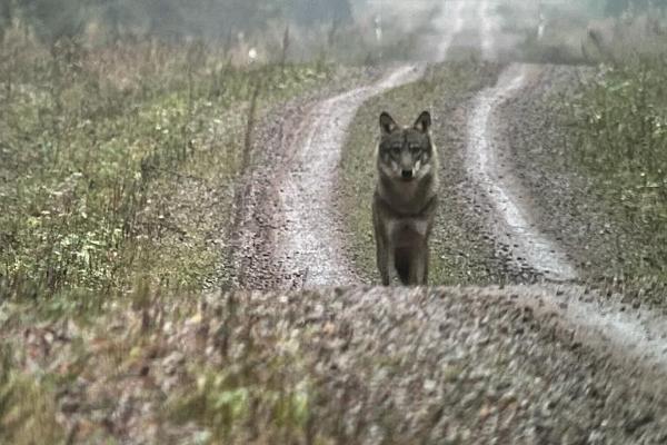 Big predator tour in Estonia - Grey Wolf, Eurasian Lynx and Brown Bear