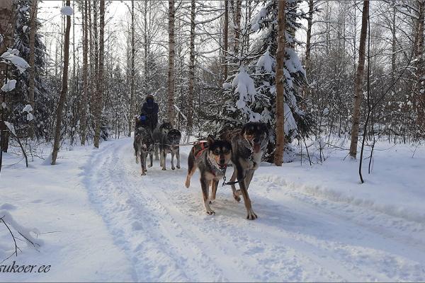 Sleddog Tours and dog sledding in Järvselja forests and Peipsiveere Nature Reserve