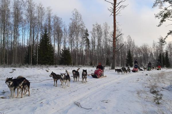 Sleddog Tours and dog sledding in Järvselja forests and Peipsiveere Nature Reserve