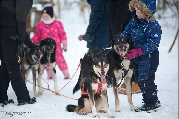 Slädhundsturer i Järvselja skogslandskap och i Peipsiveere naturskyddsområde