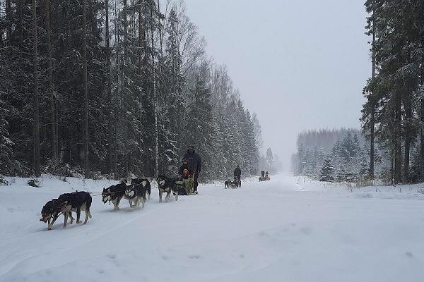 Slädhundsturer i Järvselja skogslandskap och i Peipsiveere naturskyddsområde