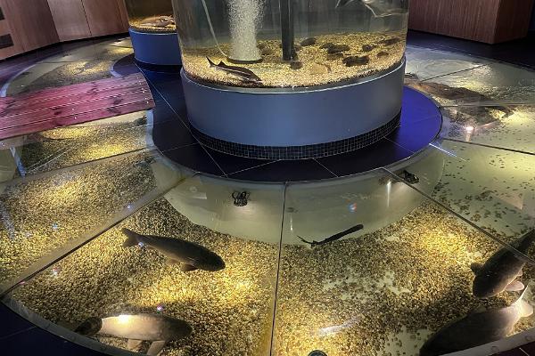 Akvaarium Järvemuuseum Võrtsjärv kalad muuseum vaba aeg