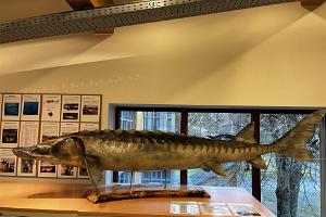 Rekordkala Järvemuuseum Võrtsjärv tuur muuseum vaba aeg