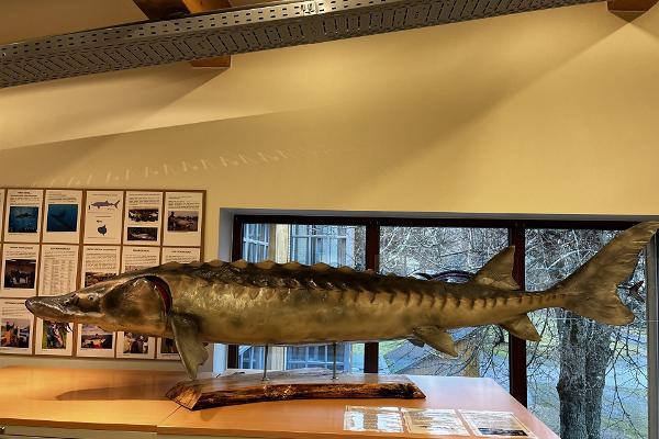 Rekordkala Järvemuuseum Võrtsjärv tuur muuseum vaba aeg