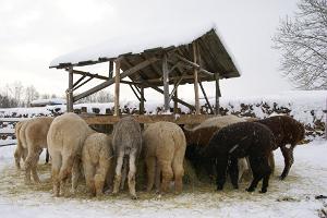 Alpakakasvatustalu Wile Alpaca Farm