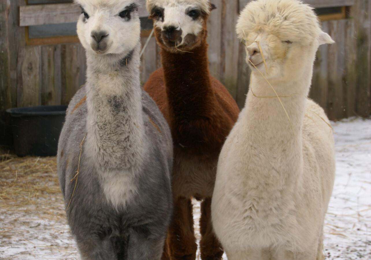 Alpakakasvatustalu Wile Alpaca Farm