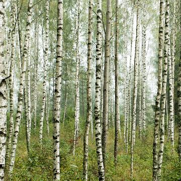 Kahe Eesti rohesihtkoha edulugu pääses rahvusvahelisel konkursil finaali