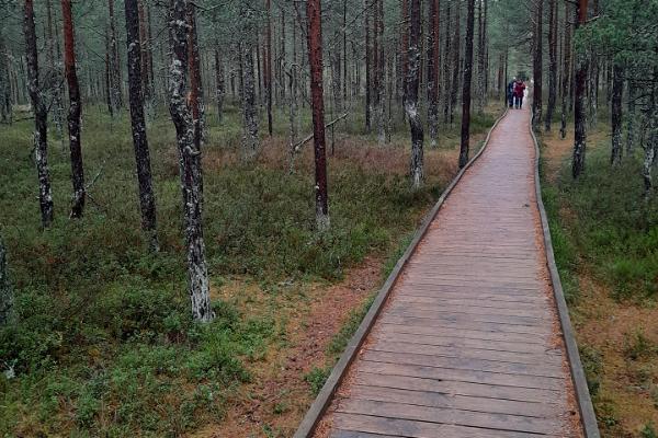 North-Estonian Gems: Authentic Lahemaa Day Trip
