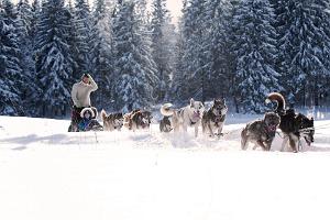 Neumann Husky dog-sled rides