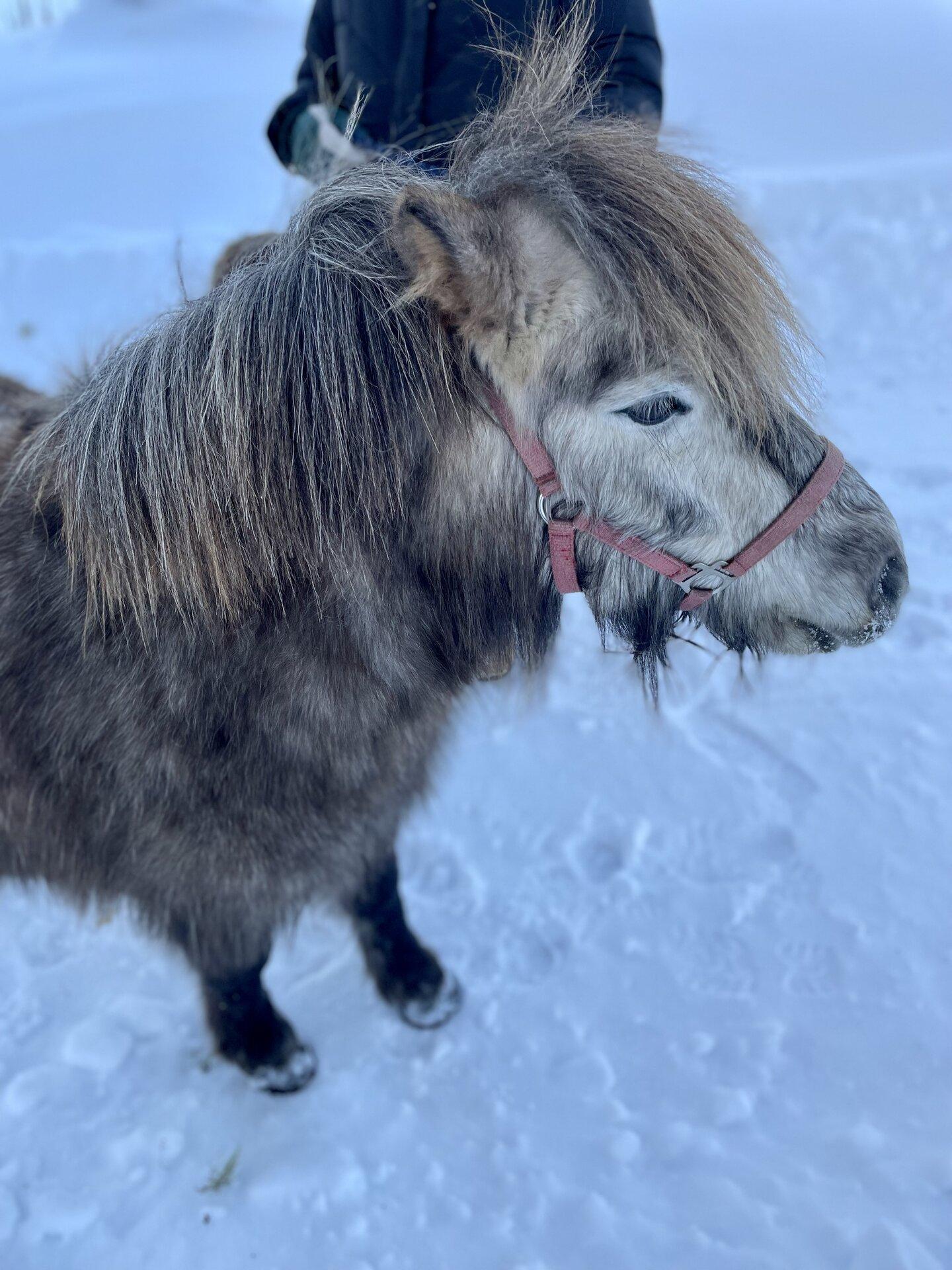 Perepäev kelgukoertega Mulgi Elamuskeskuses - pilt