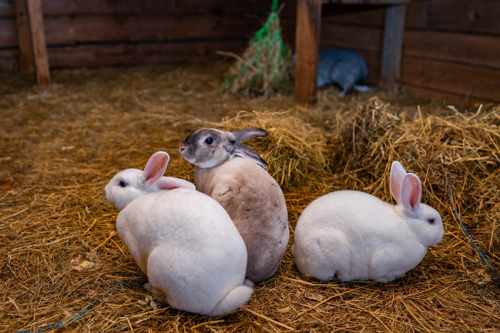 Perepäev kelgukoertega Mulgi Elamuskeskuses - pilt