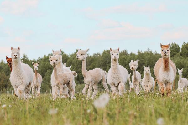 Ферма альпак – крупнейшая в Эстонии ферма по разведению альпак!