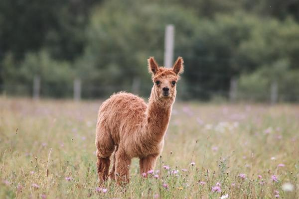 Alpaca farm – the largest in Estonia!