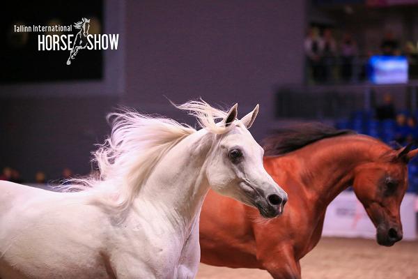 Tallinn International Horse Show 2024