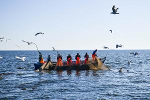 Baltic herring expedition in Kihnu