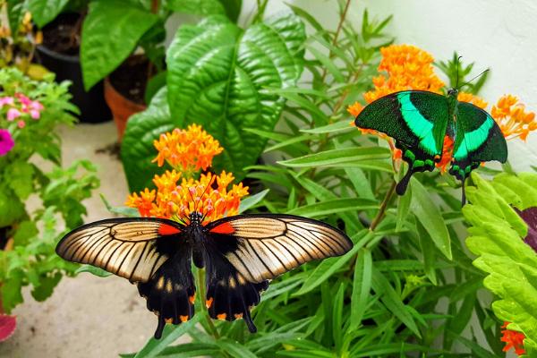 Butterfly House in Pärnu County