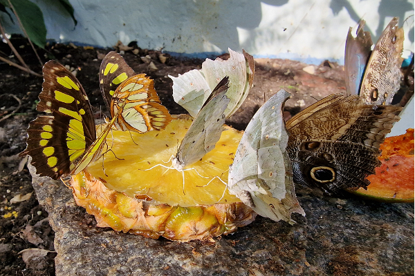 Schmetterlingshaus im Kreis Pärnu
