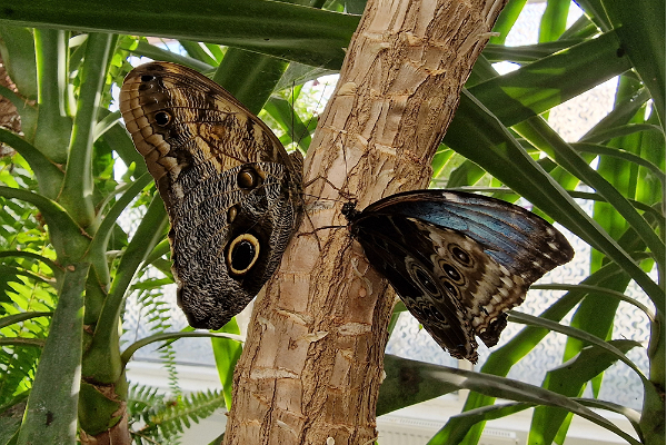 Butterfly House in Pärnu County