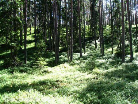 Природная тропа в лесу Оанду