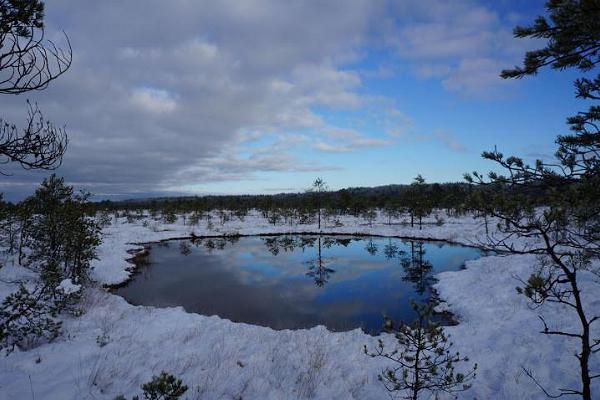 Snöskovandring på myren Kõnnu Suursoo