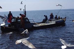 Отправьтесь в море с рыбаком! Организация морских поездок по Пярнускому заливу!