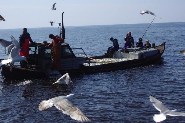 "Kaluriga merele!" Veranstaltung von Schifffahrten in der Bucht von Pärnu 